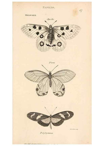 Reproducción/Reproduction 49827533197: General zoology, or Systematic natural history. London,Printed for G. Kearsley,1800-1826.. 