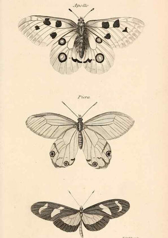 Reproducción/Reproduction 49827533197: General zoology, or Systematic natural history. London,Printed for G. Kearsley,1800-1826.. 
