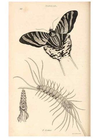 Reproducción/Reproduction 49827533587: General zoology, or Systematic natural history. London,Printed for G. Kearsley,1800-1826.. 