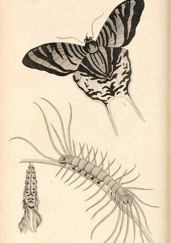 Reproducción/Reproduction 49827533587: General zoology, or Systematic natural history. London,Printed for G. Kearsley,1800-1826.. 