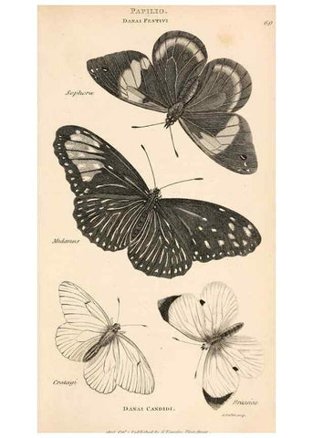 Reproducción/Reproduction 49827219641: General zoology, or Systematic natural history. London,Printed for G. Kearsley,1800-1826.. 