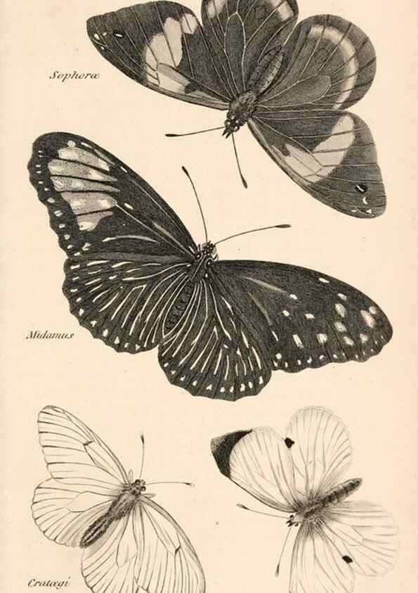 Reproducción/Reproduction 49827219641: General zoology, or Systematic natural history. London,Printed for G. Kearsley,1800-1826.. 