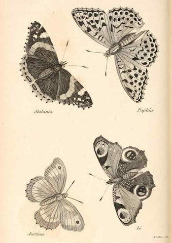 Reproducción/Reproduction 49826688768: General zoology, or Systematic natural history. London,Printed for G. Kearsley,1800-1826.. 