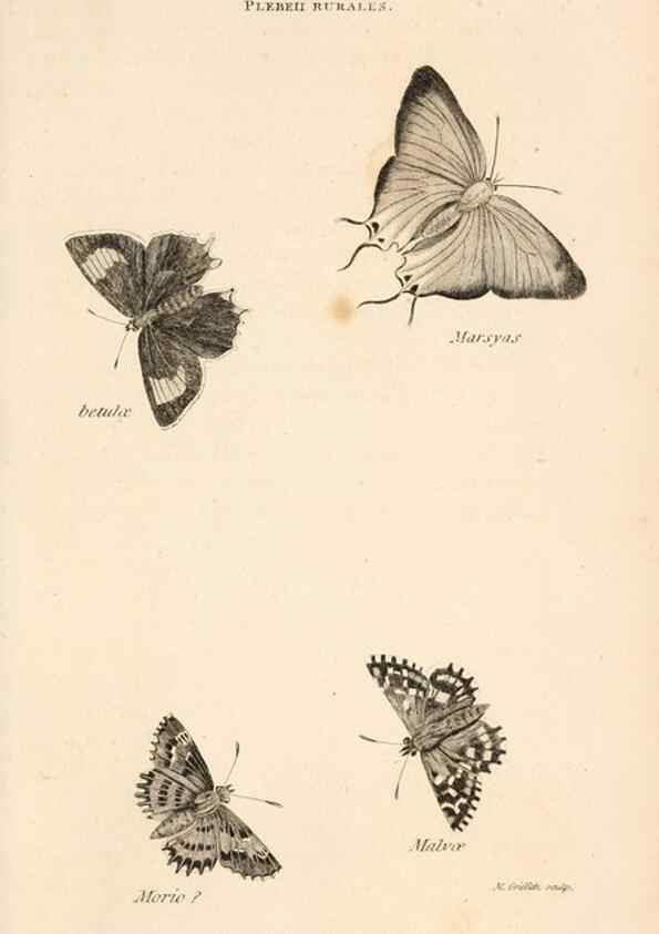 Reproducción/Reproduction 49827220371: General zoology, or Systematic natural history. London,Printed for G. Kearsley,1800-1826.. 