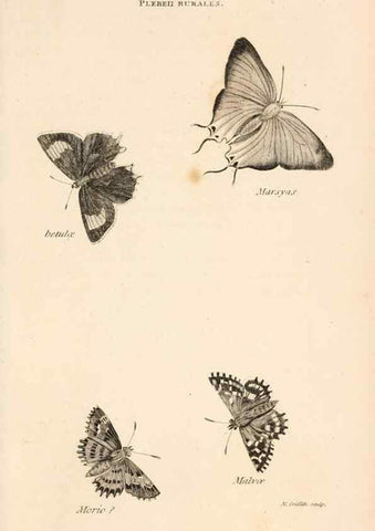 Reproducción/Reproduction 49827220371: General zoology, or Systematic natural history. London,Printed for G. Kearsley,1800-1826.. 