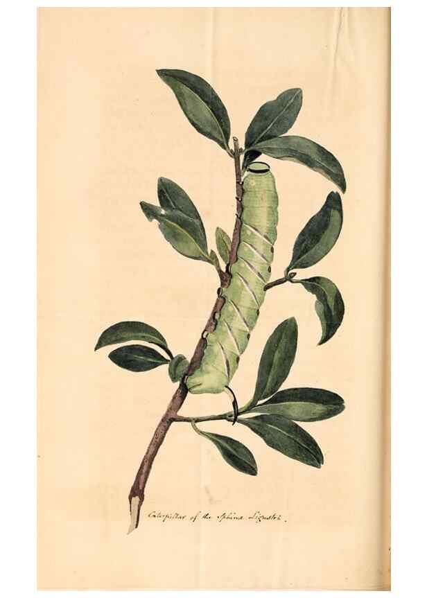 Reproducción/Reproduction 49827535147: General zoology, or Systematic natural history. London,Printed for G. Kearsley,1800-1826.. 