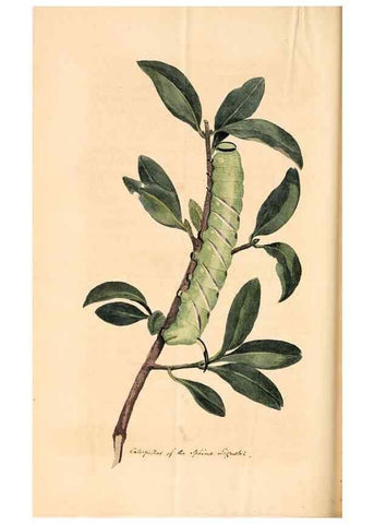 Reproducción/Reproduction 49827535147: General zoology, or Systematic natural history. London,Printed for G. Kearsley,1800-1826.. 