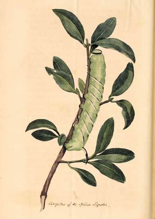 Reproducción/Reproduction 49827535147: General zoology, or Systematic natural history. London,Printed for G. Kearsley,1800-1826.. 