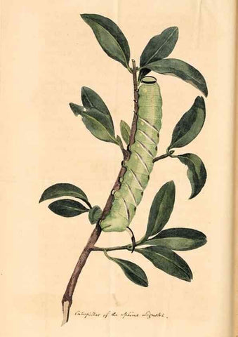 Reproducción/Reproduction 49827535147: General zoology, or Systematic natural history. London,Printed for G. Kearsley,1800-1826.. 
