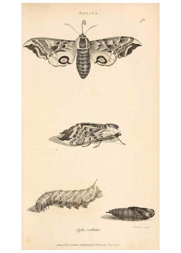 Reproducción/Reproduction 49826689743: General zoology, or Systematic natural history. London,Printed for G. Kearsley,1800-1826.. 