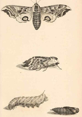 Reproducción/Reproduction 49826689743: General zoology, or Systematic natural history. London,Printed for G. Kearsley,1800-1826.. 