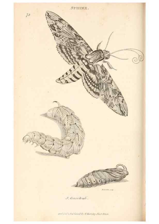Reproducción/Reproduction 49827221316: General zoology, or Systematic natural history. London,Printed for G. Kearsley,1800-1826.. 