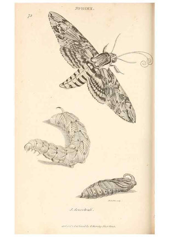 Reproducción/Reproduction 49827221316: General zoology, or Systematic natural history. London,Printed for G. Kearsley,1800-1826.. 