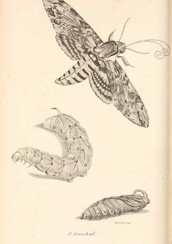 Reproducción/Reproduction 49827221316: General zoology, or Systematic natural history. London,Printed for G. Kearsley,1800-1826.. 