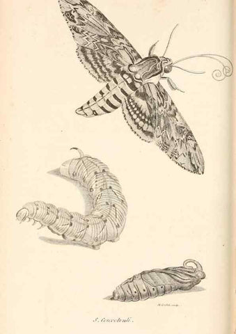 Reproducción/Reproduction 49827221316: General zoology, or Systematic natural history. London,Printed for G. Kearsley,1800-1826.. 