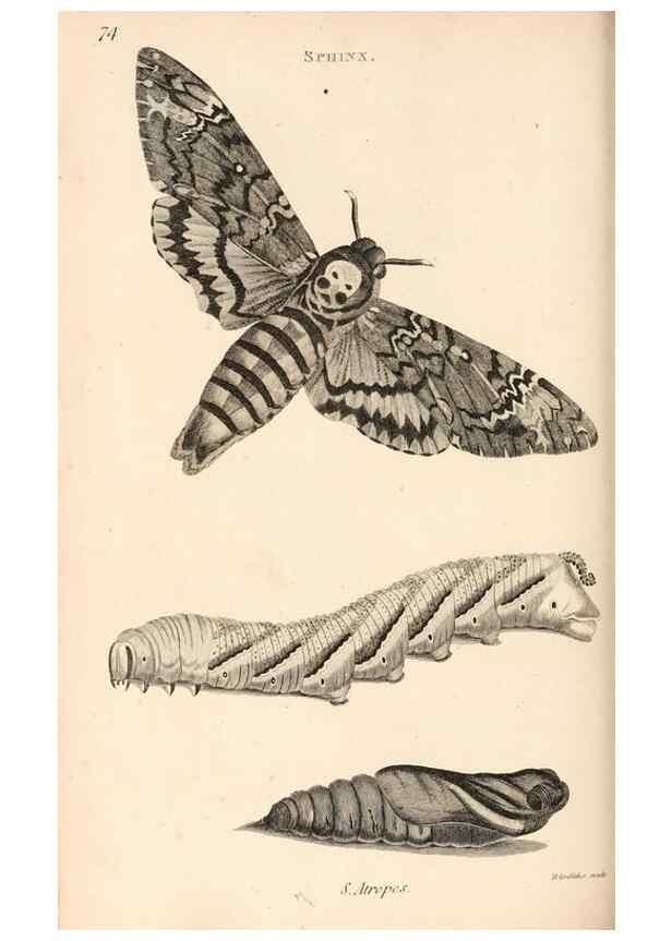 Reproducción/Reproduction 49827536127: General zoology, or Systematic natural history. London,Printed for G. Kearsley,1800-1826.. 
