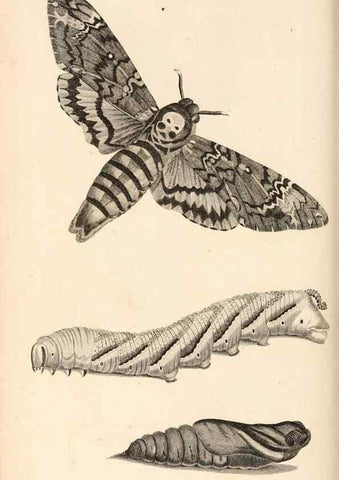Reproducción/Reproduction 49827536127: General zoology, or Systematic natural history. London,Printed for G. Kearsley,1800-1826.. 