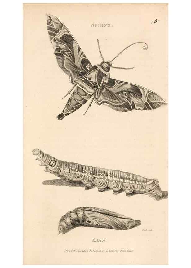 Reproducción/Reproduction 49826690743: General zoology, or Systematic natural history. London,Printed for G. Kearsley,1800-1826.. 