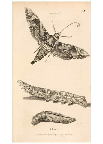 Reproducción/Reproduction 49826690743: General zoology, or Systematic natural history. London,Printed for G. Kearsley,1800-1826.. 