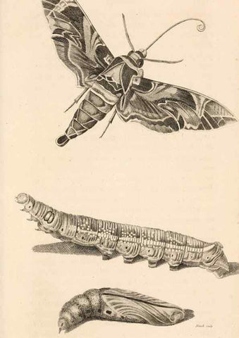Reproducción/Reproduction 49826690743: General zoology, or Systematic natural history. London,Printed for G. Kearsley,1800-1826.. 