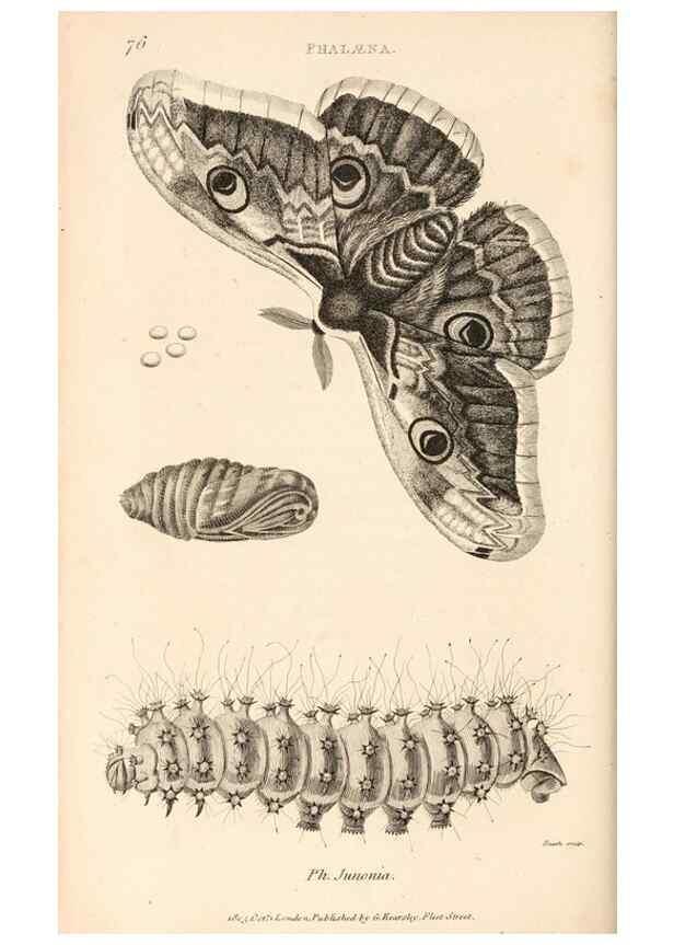 Reproducción/Reproduction 49827536782: General zoology, or Systematic natural history. London,Printed for G. Kearsley,1800-1826.. 