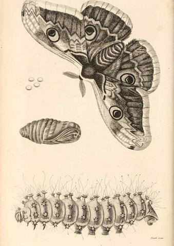 Reproducción/Reproduction 49827536782: General zoology, or Systematic natural history. London,Printed for G. Kearsley,1800-1826.. 