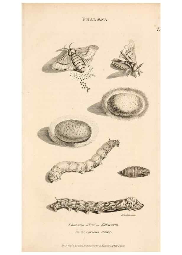 Reproducción/Reproduction 49827537087: General zoology, or Systematic natural history. London,Printed for G. Kearsley,1800-1826.. 