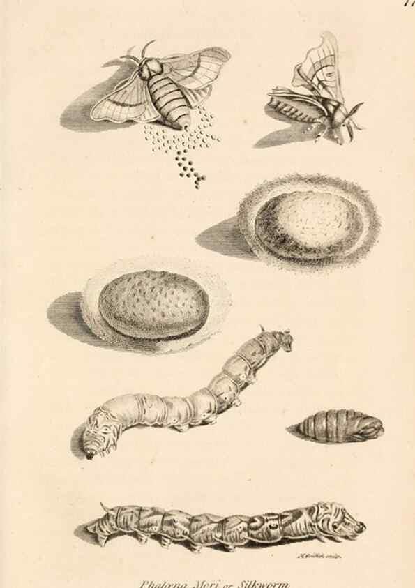 Reproducción/Reproduction 49827537087: General zoology, or Systematic natural history. London,Printed for G. Kearsley,1800-1826.. 
