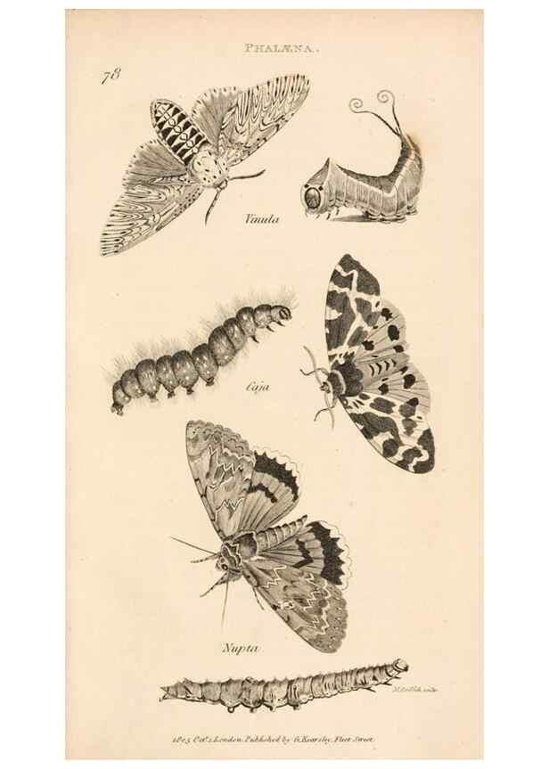 Reproducción/Reproduction 49826691873: General zoology, or Systematic natural history. London,Printed for G. Kearsley,1800-1826.. 