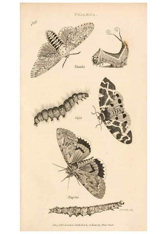 Reproducción/Reproduction 49826691873: General zoology, or Systematic natural history. London,Printed for G. Kearsley,1800-1826.. 