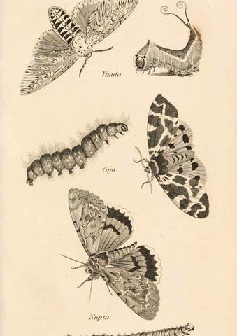 Reproducción/Reproduction 49826691873: General zoology, or Systematic natural history. London,Printed for G. Kearsley,1800-1826.. 
