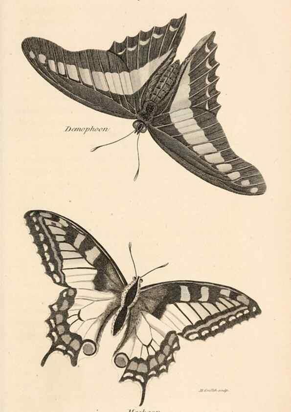 Reproducción/Reproduction 49827217636: General zoology, or Systematic natural history. London,Printed for G. Kearsley,1800-1826.. 
