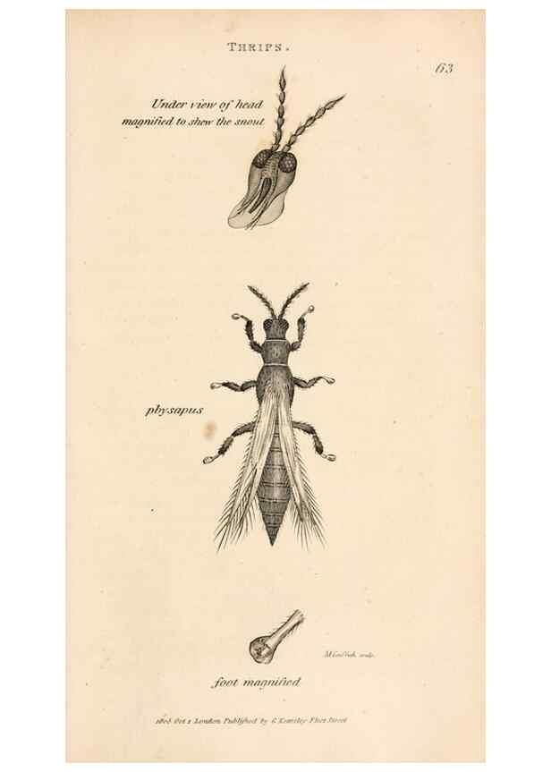 Reproducción/Reproduction 49827217246: General zoology, or Systematic natural history. London,Printed for G. Kearsley,1800-1826.. 