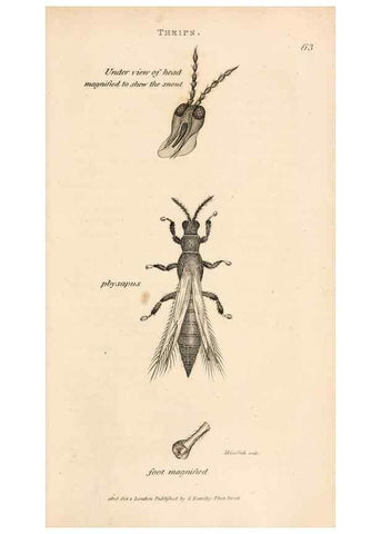 Reproducción/Reproduction 49827217246: General zoology, or Systematic natural history. London,Printed for G. Kearsley,1800-1826.. 