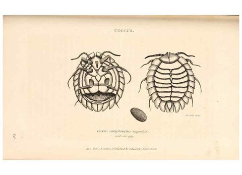 Reproducción/Reproduction 49827531552: General zoology, or Systematic natural history. London,Printed for G. Kearsley,1800-1826.. 