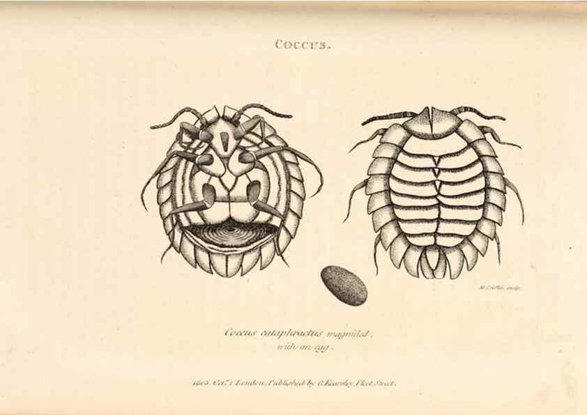 Reproducción/Reproduction 49827531552: General zoology, or Systematic natural history. London,Printed for G. Kearsley,1800-1826.. 