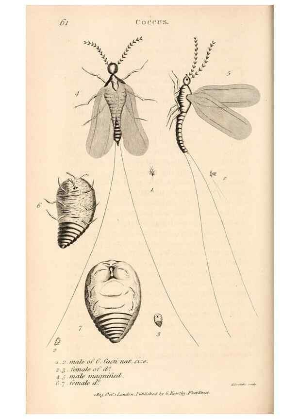 Reproducción/Reproduction 49827531252: General zoology, or Systematic natural history. London,Printed for G. Kearsley,1800-1826.. 