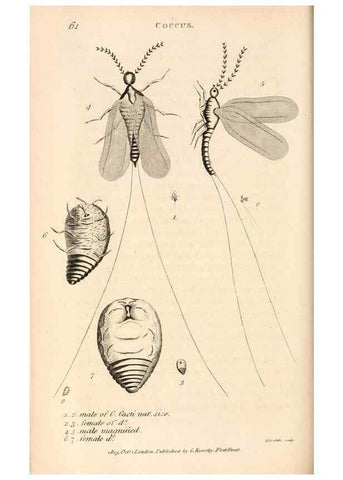 Reproducción/Reproduction 49827531252: General zoology, or Systematic natural history. London,Printed for G. Kearsley,1800-1826.. 