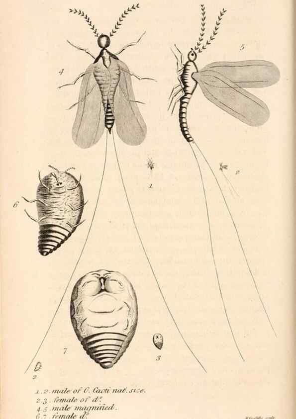 Reproducción/Reproduction 49827531252: General zoology, or Systematic natural history. London,Printed for G. Kearsley,1800-1826.. 