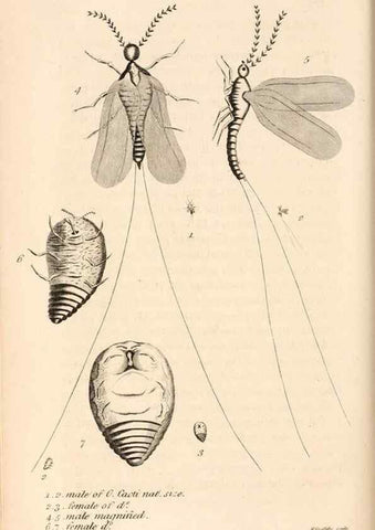 Reproducción/Reproduction 49827531252: General zoology, or Systematic natural history. London,Printed for G. Kearsley,1800-1826.. 