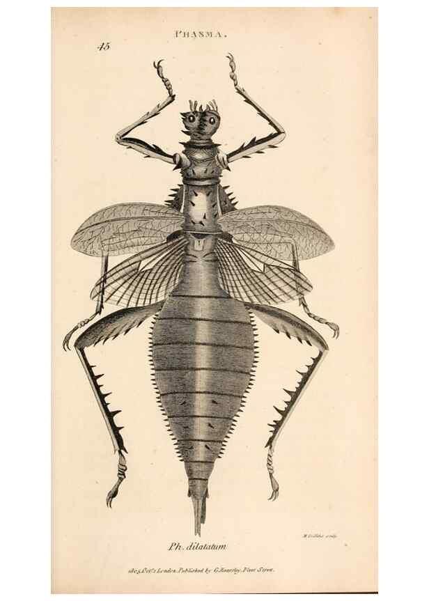 Reproducción/Reproduction 49827211631: General zoology, or Systematic natural history. London,Printed for G. Kearsley,1800-1826.. 