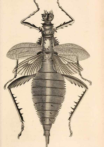 Reproducción/Reproduction 49827211631: General zoology, or Systematic natural history. London,Printed for G. Kearsley,1800-1826.. 