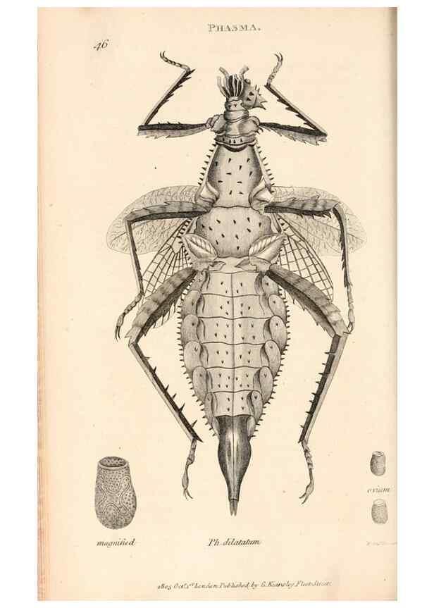 Reproducción/Reproduction 49827211901: General zoology, or Systematic natural history. London,Printed for G. Kearsley,1800-1826.. 