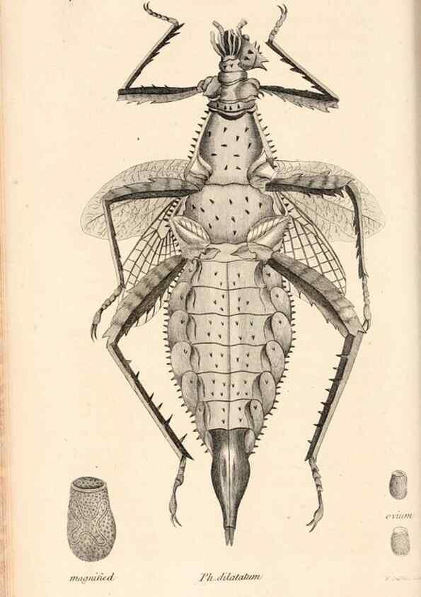 Reproducción/Reproduction 49827211901: General zoology, or Systematic natural history. London,Printed for G. Kearsley,1800-1826.. 