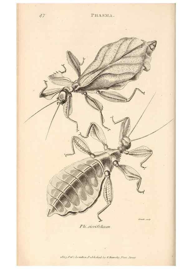 Reproducción/Reproduction 49826680783: General zoology, or Systematic natural history. London,Printed for G. Kearsley,1800-1826.. 