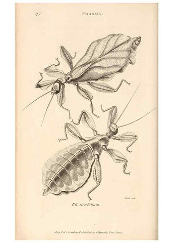 Reproducción/Reproduction 49826680783: General zoology, or Systematic natural history. London,Printed for G. Kearsley,1800-1826.. 