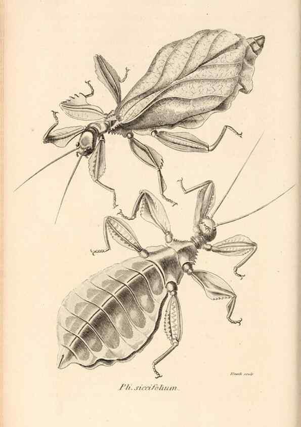 Reproducción/Reproduction 49826680783: General zoology, or Systematic natural history. London,Printed for G. Kearsley,1800-1826.. 