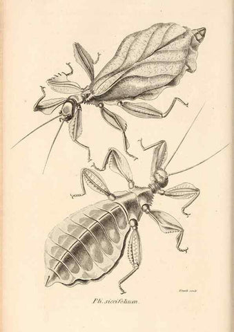 Reproducción/Reproduction 49826680783: General zoology, or Systematic natural history. London,Printed for G. Kearsley,1800-1826.. 