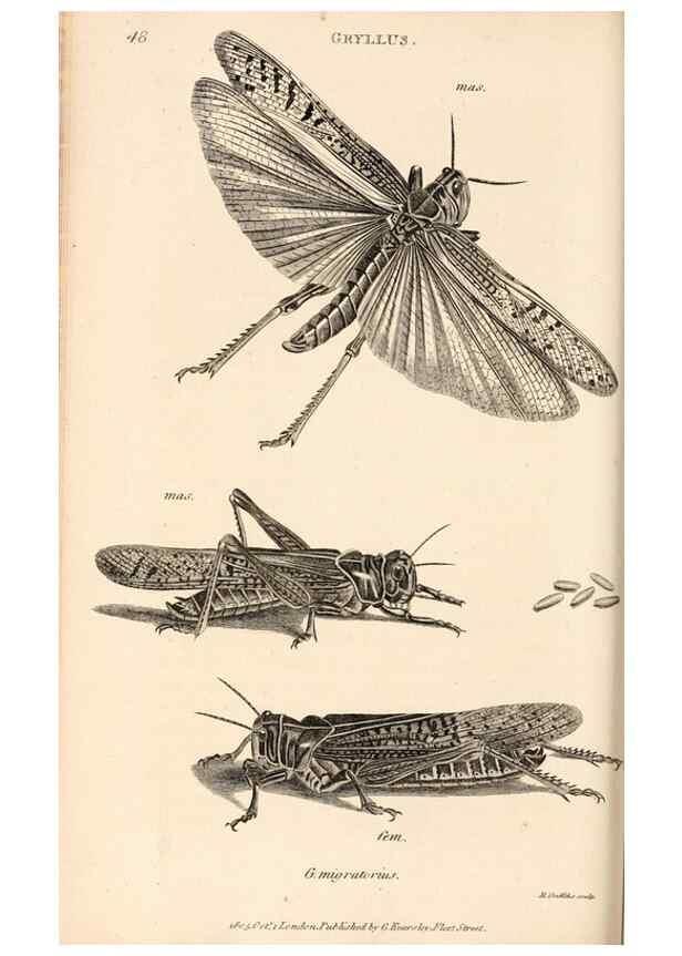 Reproducción/Reproduction 49827526787: General zoology, or Systematic natural history. London,Printed for G. Kearsley,1800-1826.. 