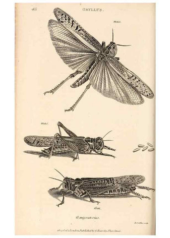 Reproducción/Reproduction 49827526787: General zoology, or Systematic natural history. London,Printed for G. Kearsley,1800-1826.. 